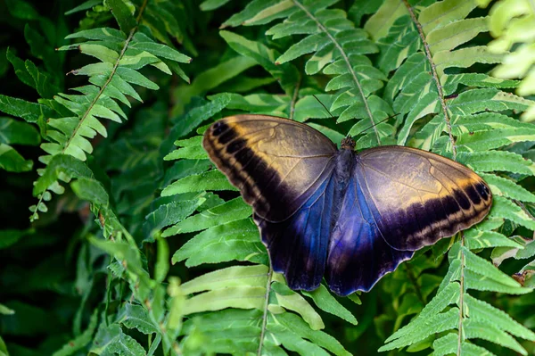 Nahaufnahme Eines Schmetterlings Auf Einem Blatt Wald — Stockfoto