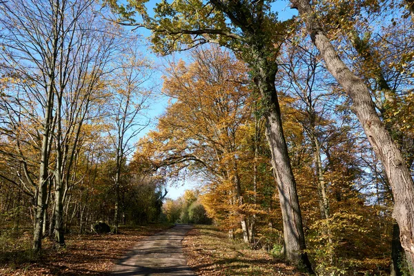 Une Belle Vue Sur Les Arbres Automne Dans Champ — Photo