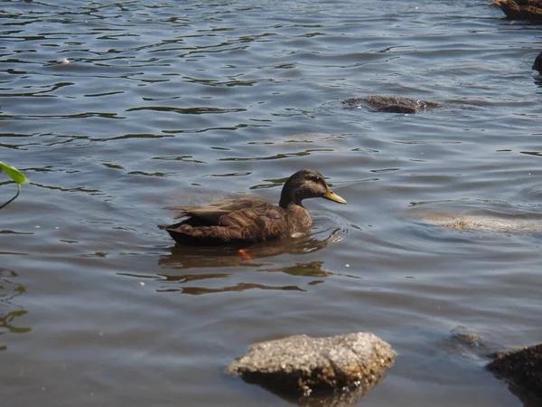 加拿大新斯科舍省哈利法克斯青蛙池塘公园的一只雌性野鸭 — 图库照片