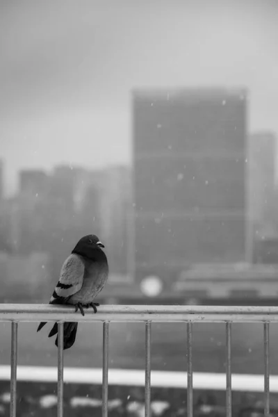 New York United States Feb 2021 Pigeon Sitting Fence United — Stock Photo, Image