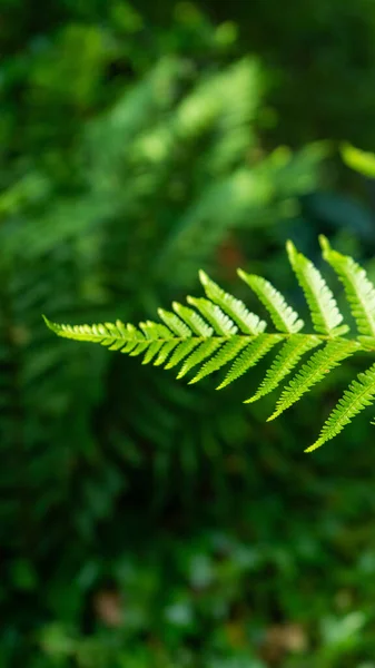 Vertical Shot Fern Plant Blurred Background —  Fotos de Stock