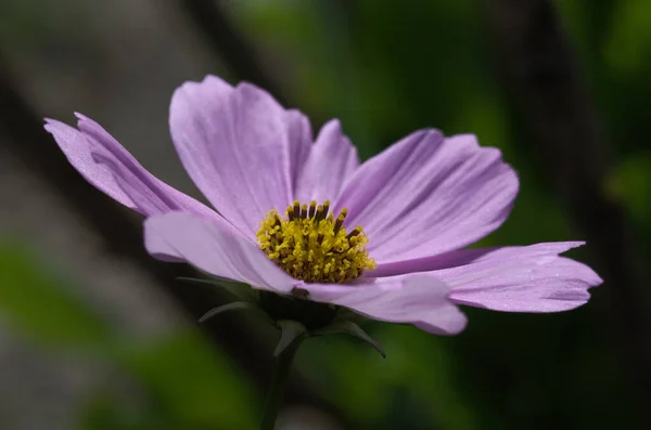 Una Hermosa Flor Cosmos Púrpura Jardín — Foto de Stock