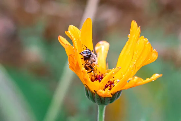 Macro Shot Bee Collecting Pollen Orange Daisy — Stockfoto