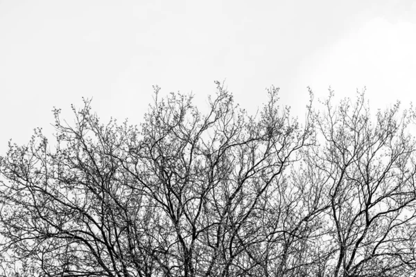 Grayscale Shot Tree Branches Bright Sky Background — 스톡 사진