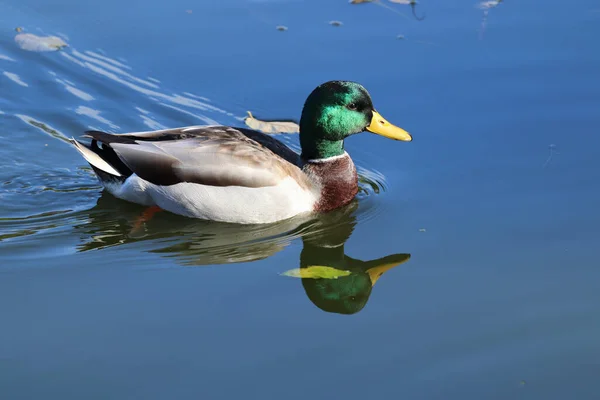 Glossy Green Headed Mallard Duck Water — стоковое фото