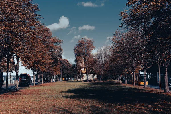 Beautiful View Park Large Autumn Trees — Stockfoto