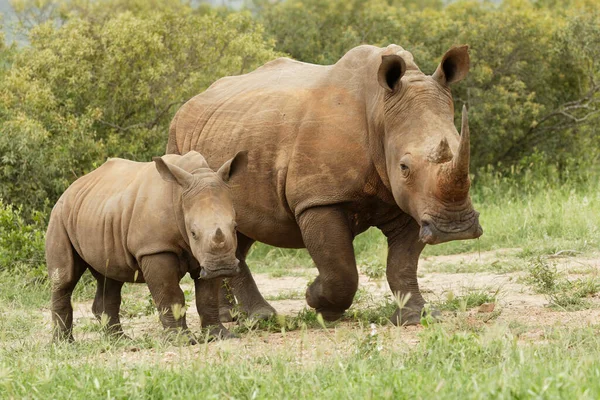 Красивий Знімок Батьківського Білого Носорога Його Дитячої Ходьби — стокове фото