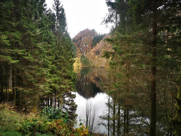 Mesmerizing View Pond Reflection Dense Trees — Stock Photo, Image