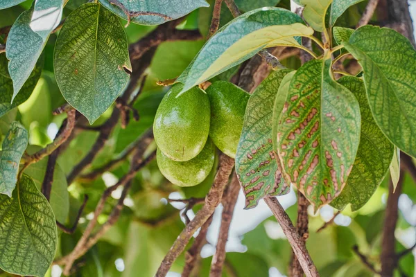 Крупним Планом Знімок Стиглих Авокадо Дереві — стокове фото