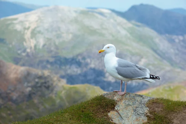 A Seagull on a rock in the mountains in Snowdonia, Wales