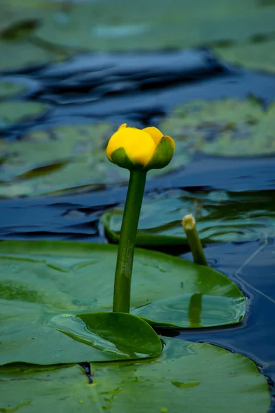 Вертикальный Снимок Болотного Цветка Пруду — стоковое фото