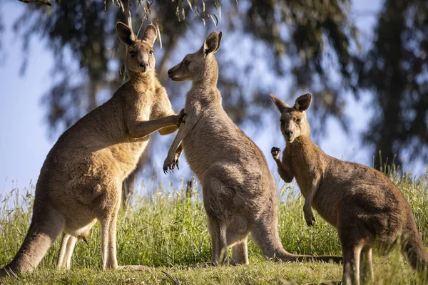 Selective Focus Shot Eastern Grey Kangaroos Long Grass Sunset Melbourne — Foto Stock