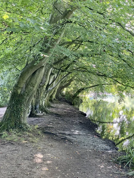 Vertical Shot Trees Back River Broads Coltishall Norfolk — Fotografia de Stock