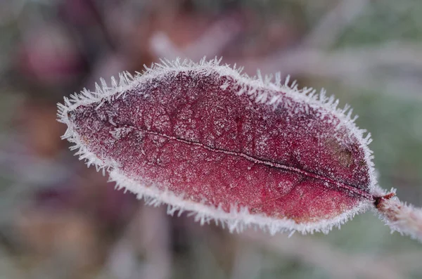 Macro Shot First Frosts Plants — Stok Foto