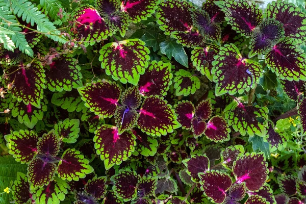 Closeup Beautiful Coleus Leaves Garden — Fotografia de Stock