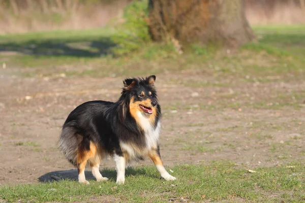 Egy Sheltie Kutya Sétál Parkba Egy Napsütéses Napon — Stock Fotó