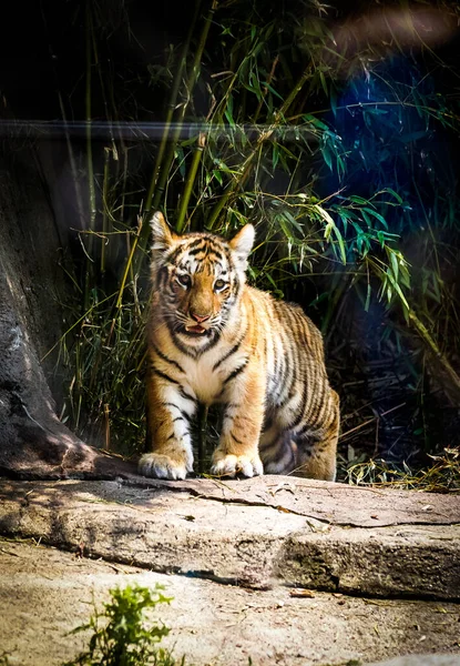 Vertical Shot Amur Tiger Zoo — 스톡 사진