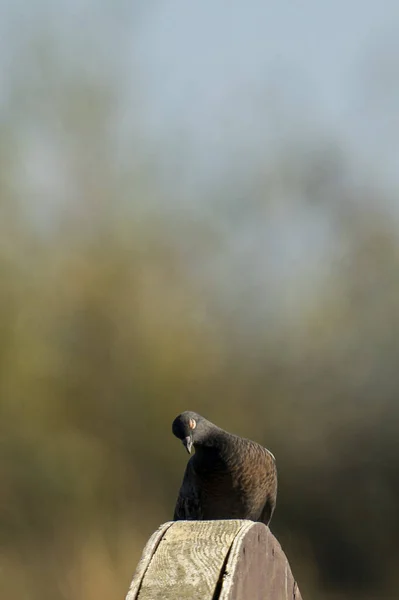 Vertical Shot Dove Perched Wooden Surface Blurred Background — Zdjęcie stockowe