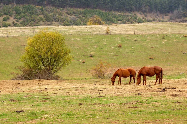 Belo Tiro Cavalos Castanhos Pastando Fazenda — Fotografia de Stock