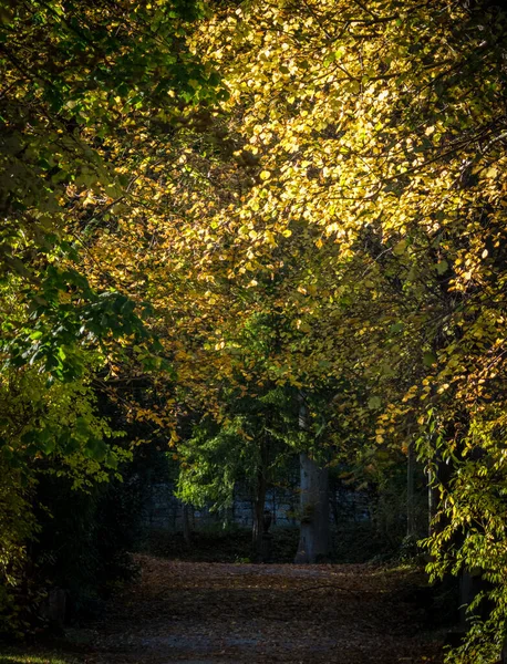 秋天迷人的森林中宁静的风景 — 图库照片