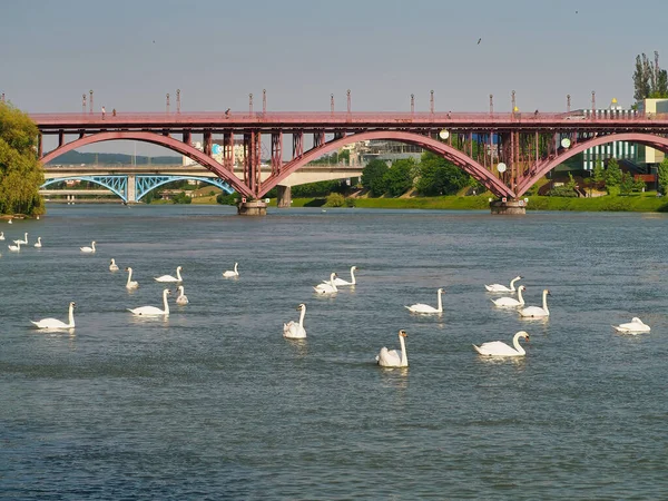 The white swans swimming in a river near the bridge