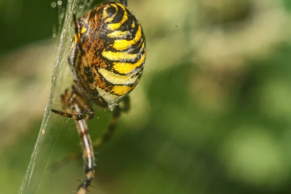 Κοντινό Πλάνο Μιας Πολύχρωμης Αράχνης Σφήκας Argiope Bruennichi Που Υφαίνει — Φωτογραφία Αρχείου