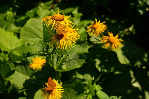 Гарний Сад Жовтих Квітів Інули — стокове фото