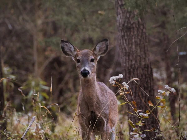 Doe Deer Ernie Miller Nature Center Olathe Kansas Usa — Fotografia de Stock