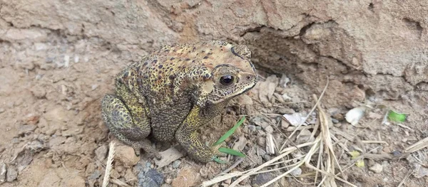 Closeup Common Toad Ground — Foto Stock