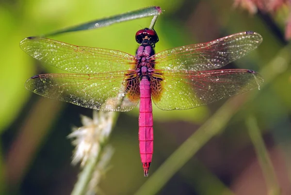 Eine Nahaufnahme Einer Rosa Libelle — Stockfoto