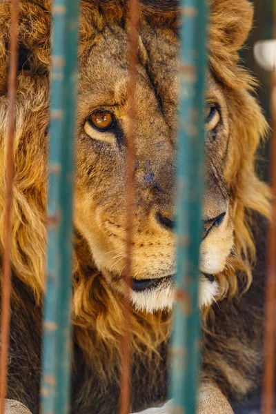 Vertical Closeup Shot Male Lion Cage — Φωτογραφία Αρχείου