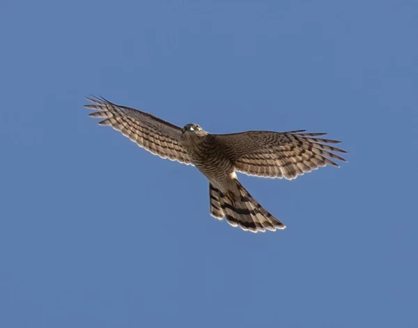 Beautiful Shot Kite Bird Flying Blue Sky — Stockfoto