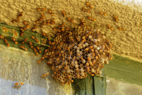 Beautiful Shot Bees Honeycomb — Φωτογραφία Αρχείου