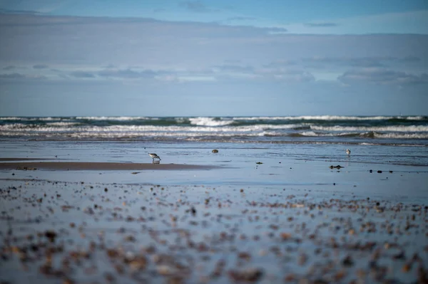North Sea Domburg Beach Zeeland Netherlands — Stock fotografie
