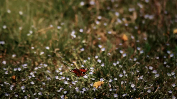Selective Focus Shot Colorful Butterfly Meadow Flowers — Fotografia de Stock
