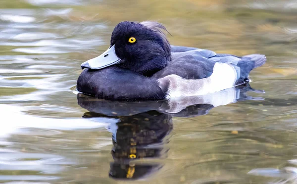 Closeup Black Duck Swimming — Stockfoto