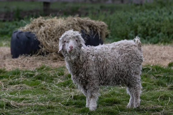 Closeup Sheep Farm — Stock Photo, Image