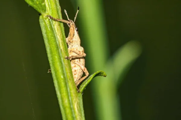 Macro Shot Grasshopper Walking Grass Blurred Background — Φωτογραφία Αρχείου