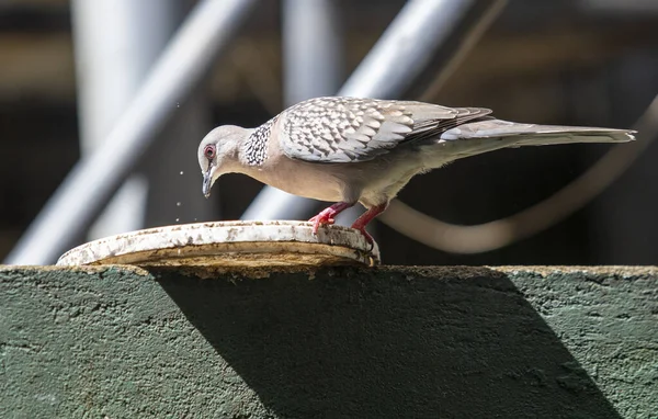 Closeup Shot Pigeon Eating Feed Plate — Stockfoto