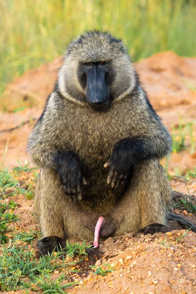 一个坐在自然界中的狒狒的垂直画像 — 图库照片