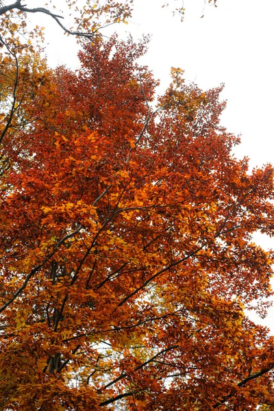 Μια Όμορφη Φωτογραφία Ενός Δέντρου Χρώματα Της Φθινοπωρινής Εποχής — Φωτογραφία Αρχείου