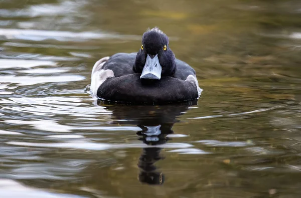 Closeup Black Duck Swimming — стоковое фото