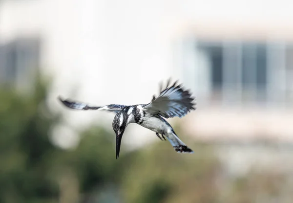 Gros Plan Oiseau Sur Fond Flou — Photo