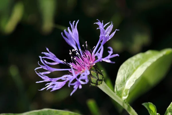 Close Shot Centaurea Montana Perennial Cornflower Growing Nature — Stock Photo, Image