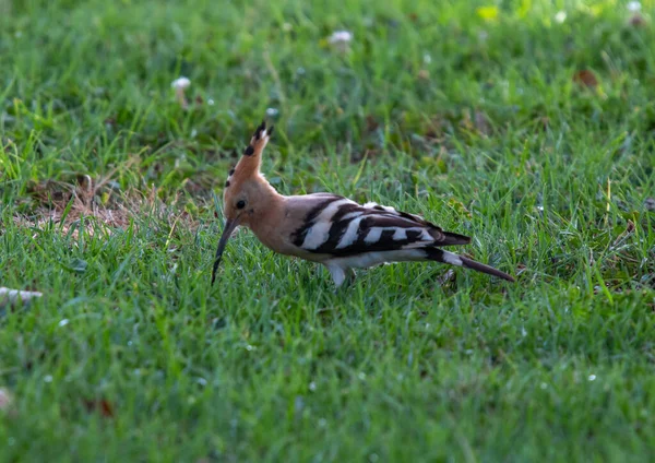 Close Hoopoe Eurasiático — Fotografia de Stock