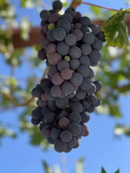 Vertical Closeup Dark Grapes Vine — Stock Photo, Image