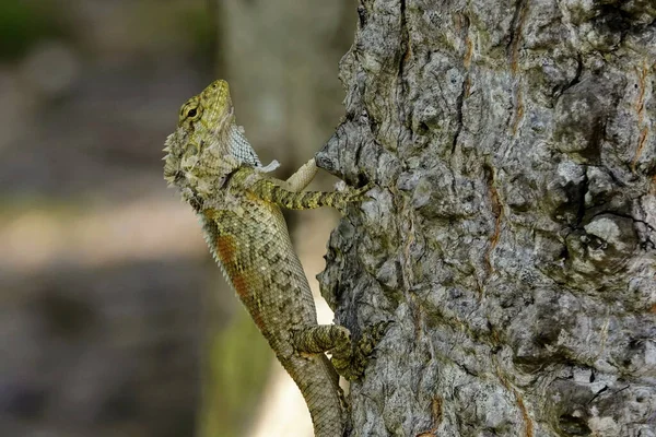 Selective Focus Shot Lizard Crawling Tree Trunk — Fotografia de Stock