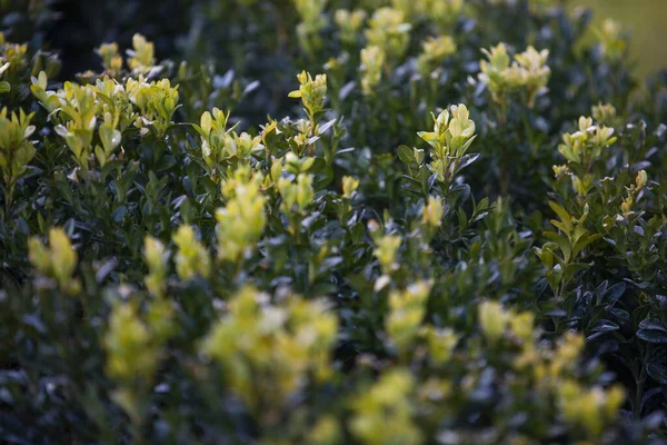 ブクサスの緑の葉の閉鎖 ブクサゲ科約70種の属 — ストック写真