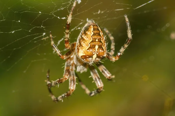 一张蜘蛛在网上的特写照片 — 图库照片