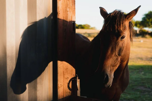 日当たりの良い納屋で茶色の馬のクローズアップショット — ストック写真